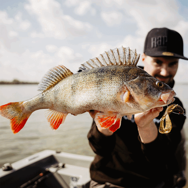 RAPALA - CRUSHCITY™ CUSTOMS "CLEANUP CRAW™" 3.5"/8.8cm | 7 pcs | California Craw - immagine 3