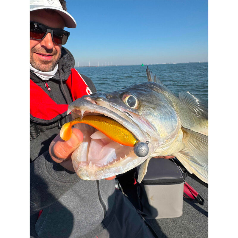 FOX RAGE - ULTRA UV ZANDER PRO SHADS 16cm 6.3" | Golden Shiner - immagine 3