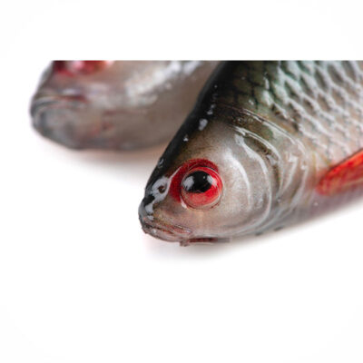 Alternative view of FOX RAGE - ULTRA NATURALS ROACH | 18cm 7" | Ultra Natural Roach