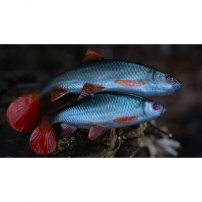 FOX RAGE - ULTRA NATURALS ROACH | 18cm 7" | Ultra Natural Roach - immagine 6
